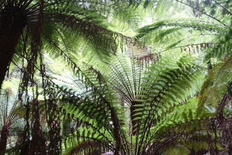 lost and found in the Tasmanian bush