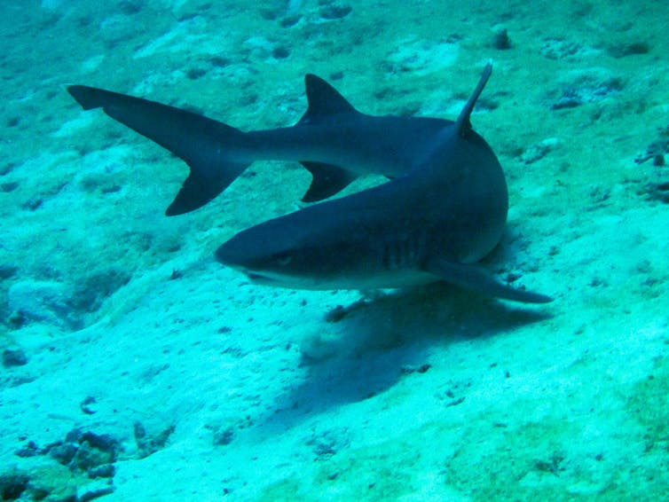 The presence of people is slowing shark recovery on the Great Barrier Reef