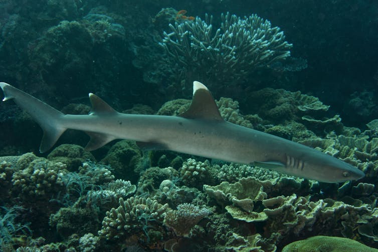 The presence of people is slowing shark recovery on the Great Barrier Reef