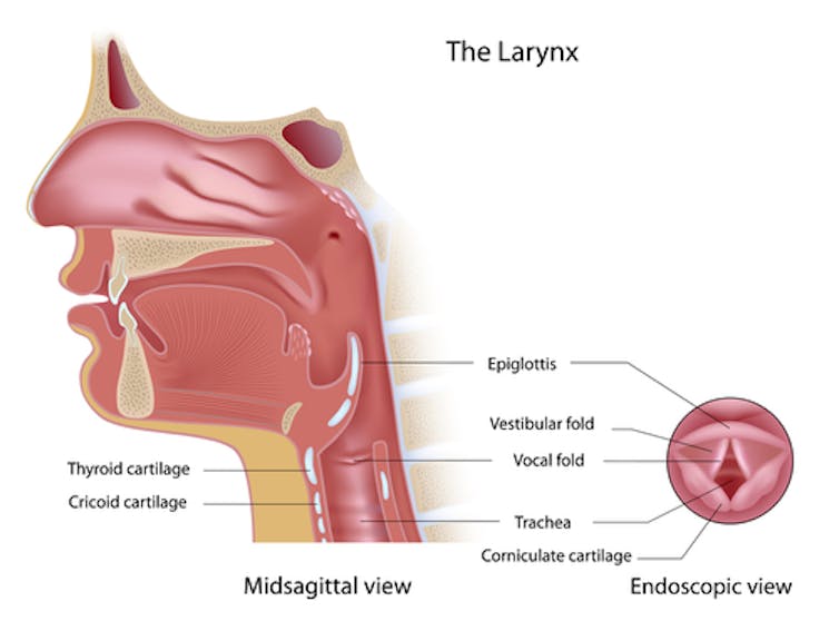 How to avoid a Super Bowl injury to your voice