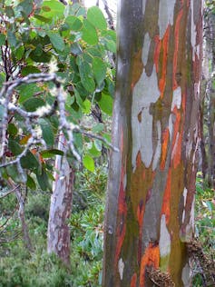 lost and found in the Tasmanian bush