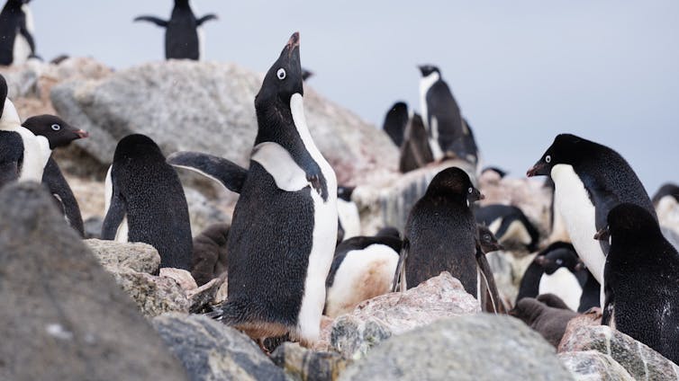 Old bones reveal new evidence about the role of islands in penguin evolution