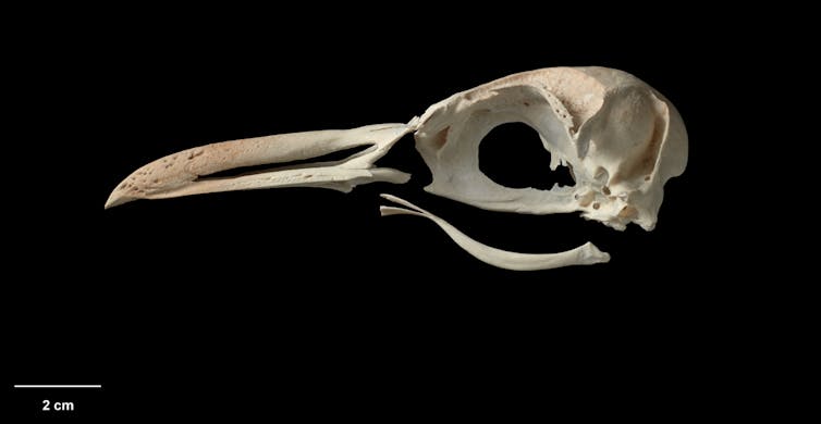 Old bones reveal new evidence about the role of islands in penguin evolution