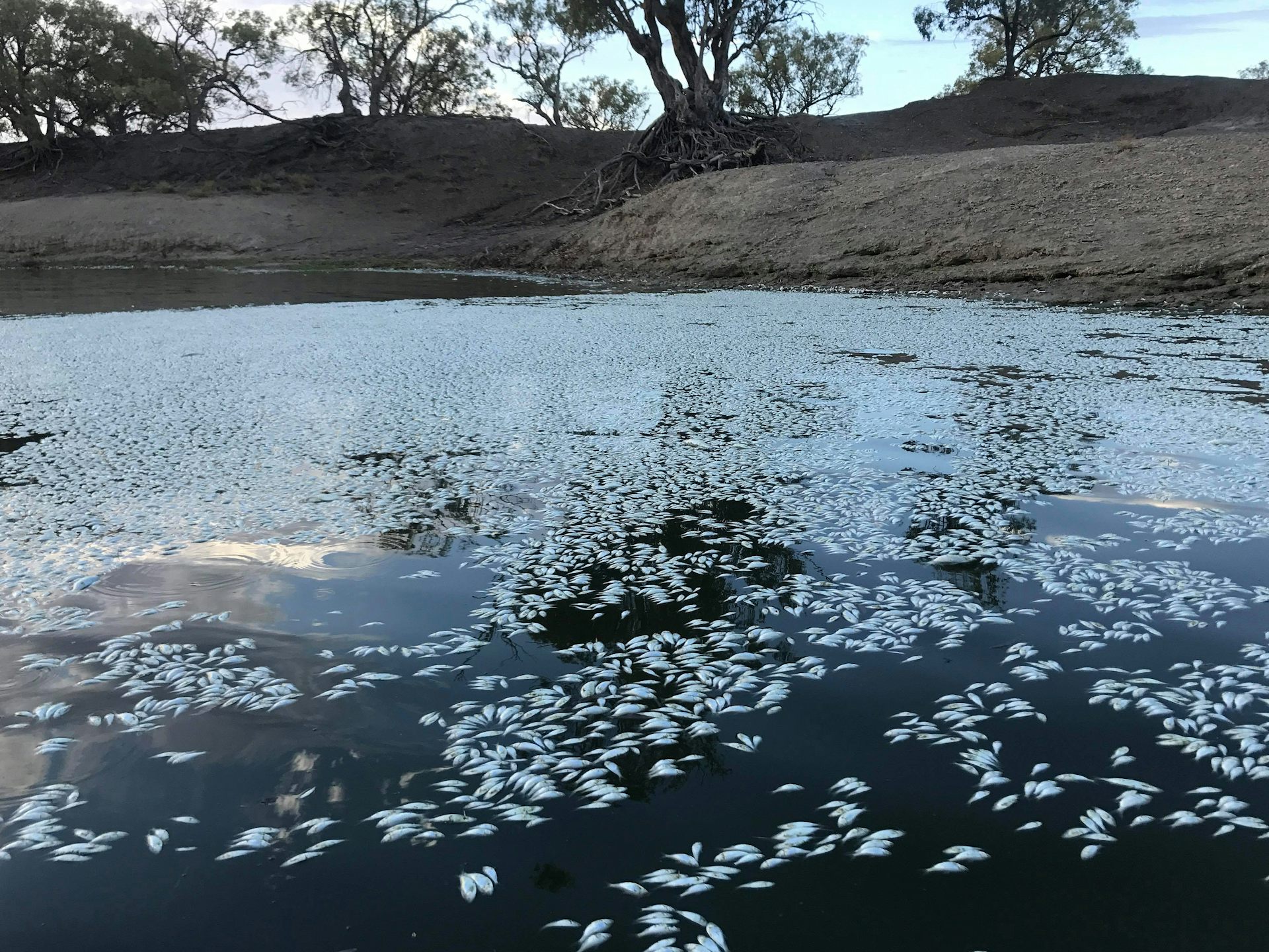 The Conversation - Damning royal commission report leaves no doubt that we all lose if the Murray-Darling Basin Plan fails