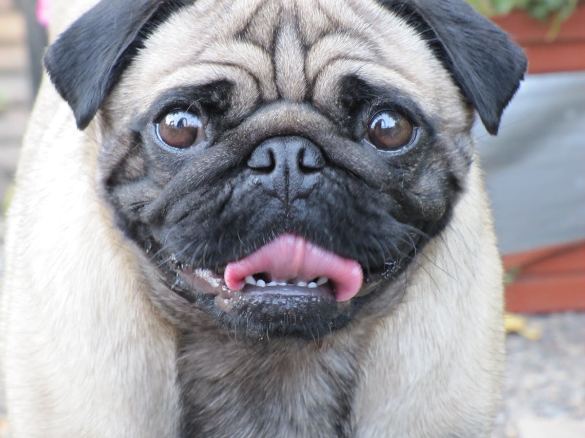 Vets Can Do More To Reduce The Suffering Of Flat Faced Dog Breeds Vets Can Do More To Reduce The Suffering Of Flat Faced Dog Breeds