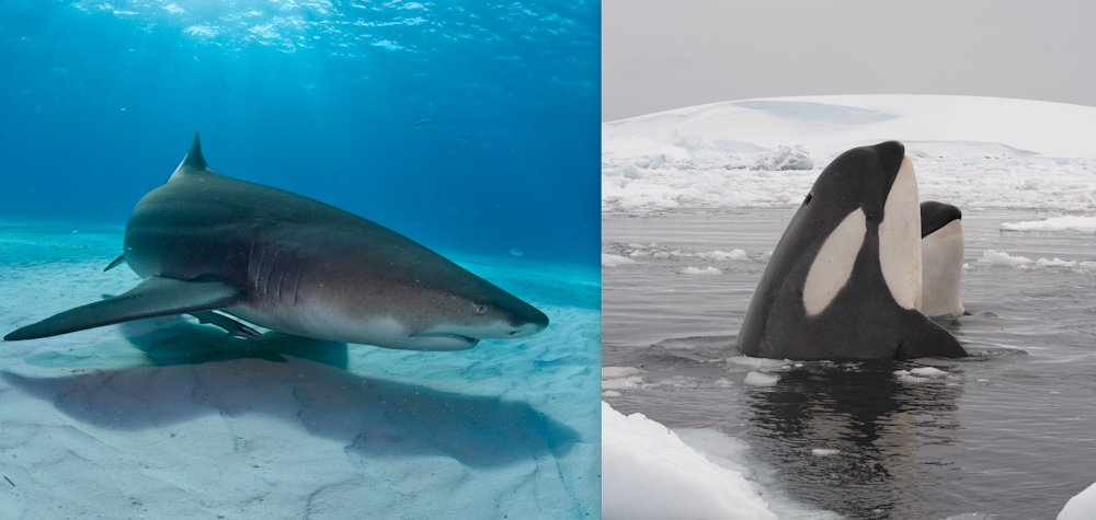 Kehidupan laut tropis paling kaya tapi mengapa paus lebih Kehidupan laut tropis paling kaya tapi mengapa paus lebih