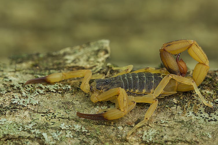 Venomous yellow scorpions are moving into Brazil's big cities – and the infestation may be unstoppable