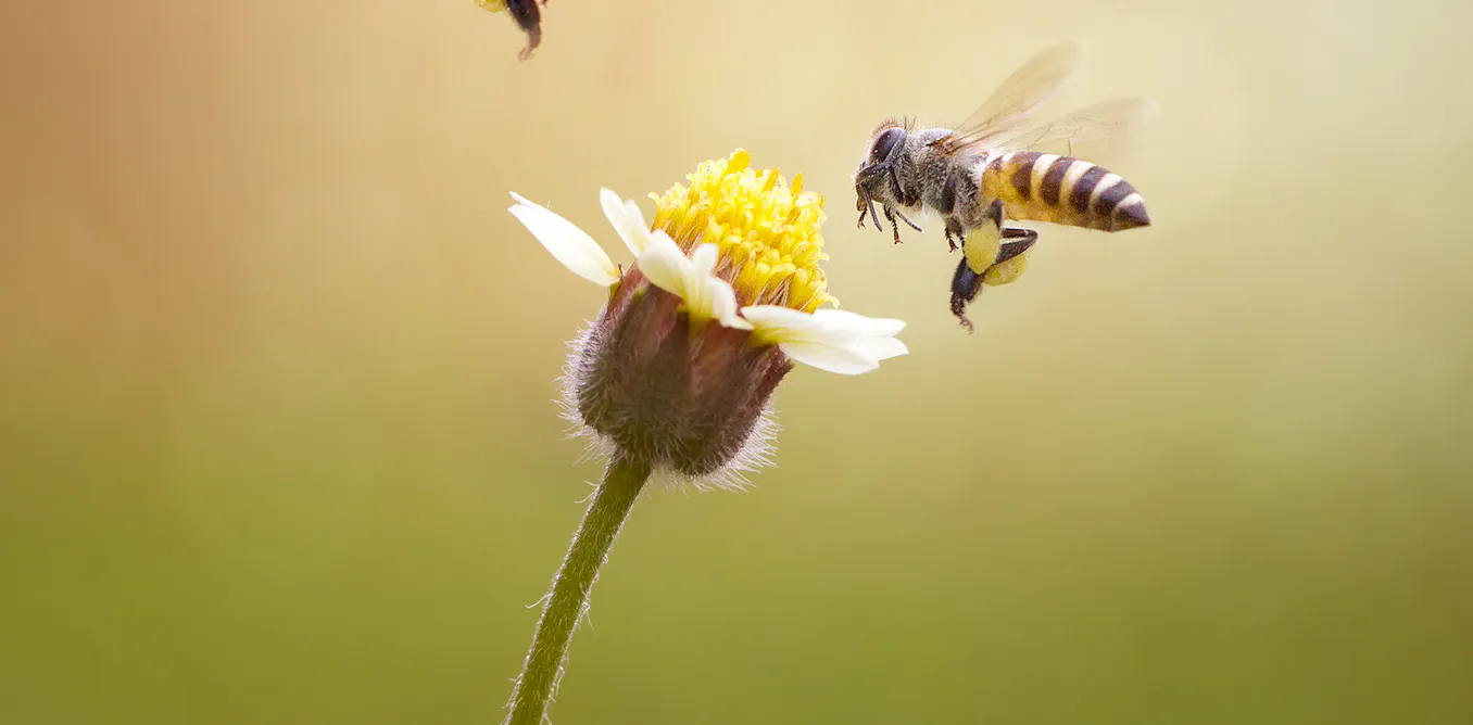 Our 'bee-eye camera' helps us support bees, grow food and protect the ...