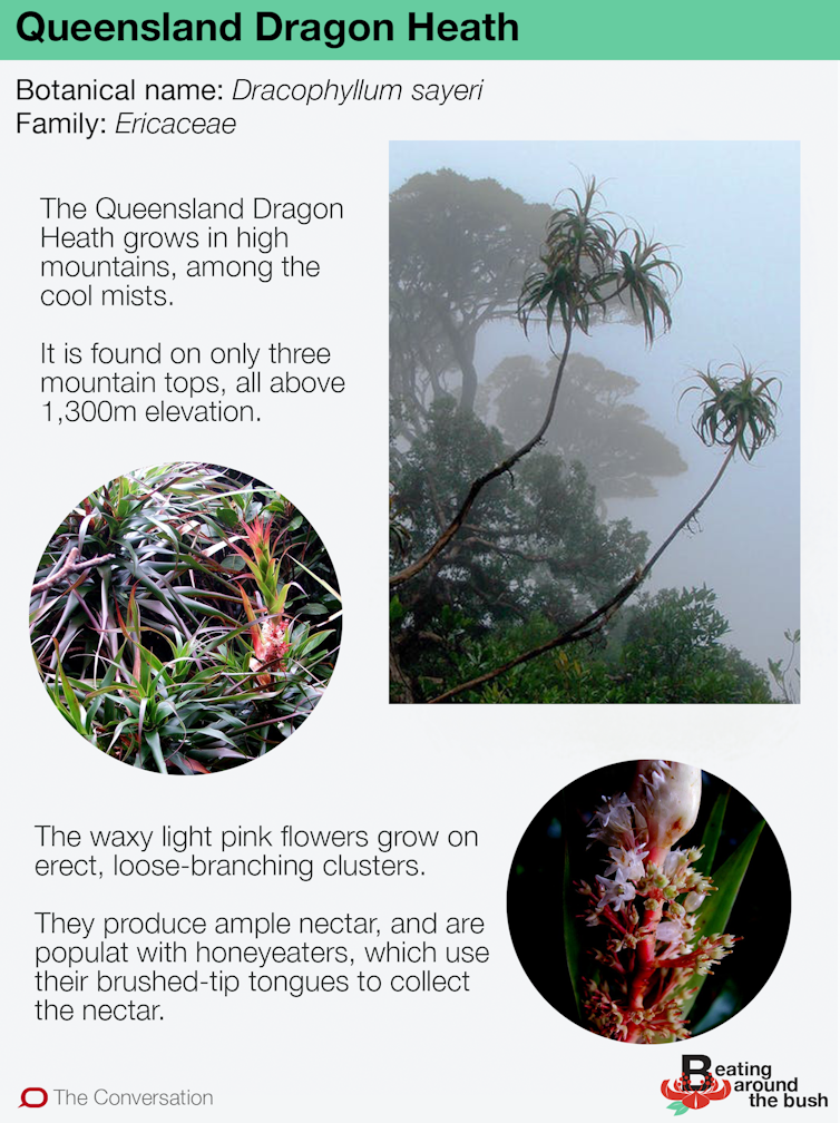 The Queensland Dragon Heath is like a creature in the mist