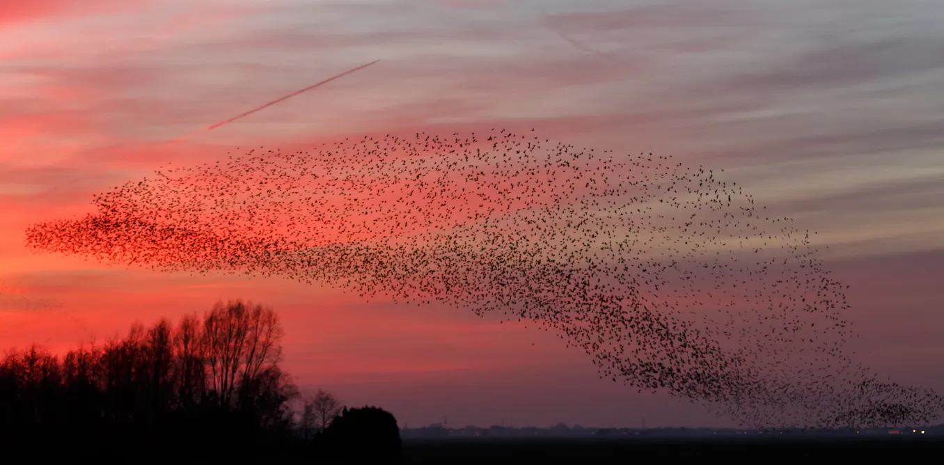 Mermurations Starling murmurations: the science behind one of nature’s greatest displays