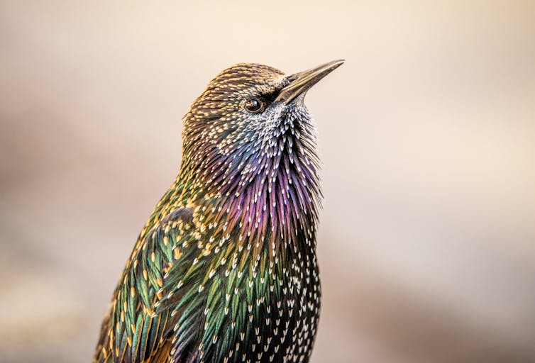 Starlings aren’t psychics – they’re just good at following the rules. Photography by Adri / shutterstock Starlings aren’t psychics – they’re just good at following the rules. Photography by Adri / shutterstock