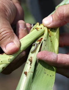 I fight anti-GMO fears in Africa to combat hunger