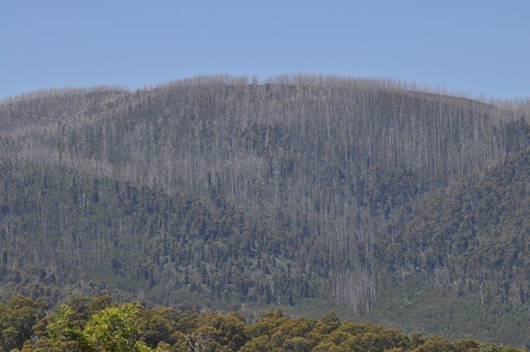 What has Australia learned from Black Saturday?