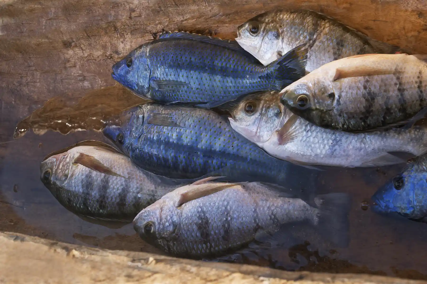 Lake Malawi Is Home To Unique Fish Species Nearly 10 Are Endangered lake-malawi-is-home-to-unique-fish-species-nearly-10-are-endangered