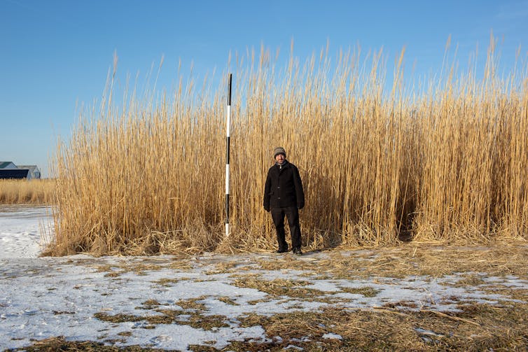 Newly discovered cold-tolerant plants from Siberia could promote clean bioenergy