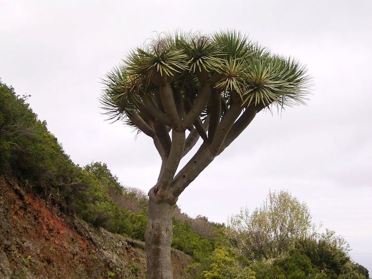 The Queensland Dragon Heath is like a creature in the mist