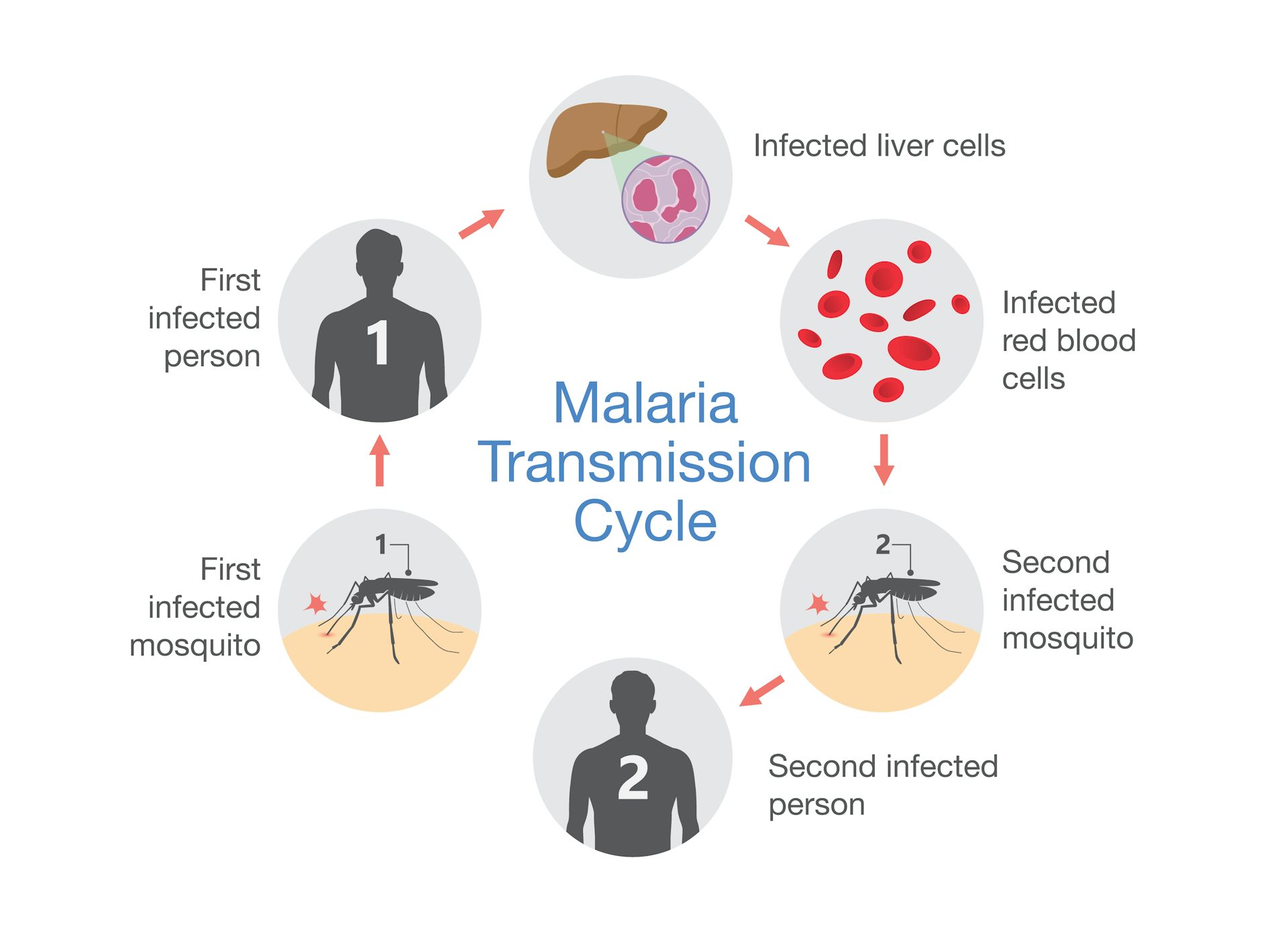 Malaria spread store