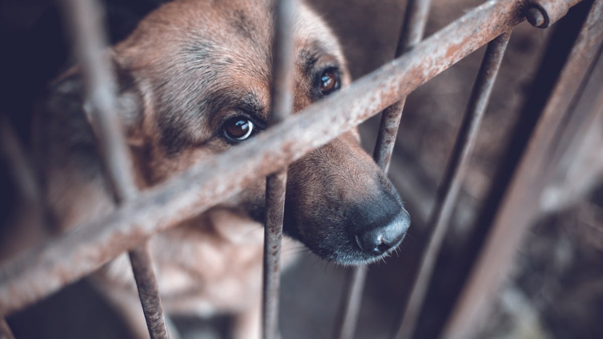Preventing animal cruelty is physically & emotionally risky for front-line  workers