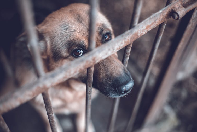 PREVENTING ANIMAL CRUELTY IS PHYSICALLY & EMOTIONALLY RISKY FOR FRONT-LINE WORKERS