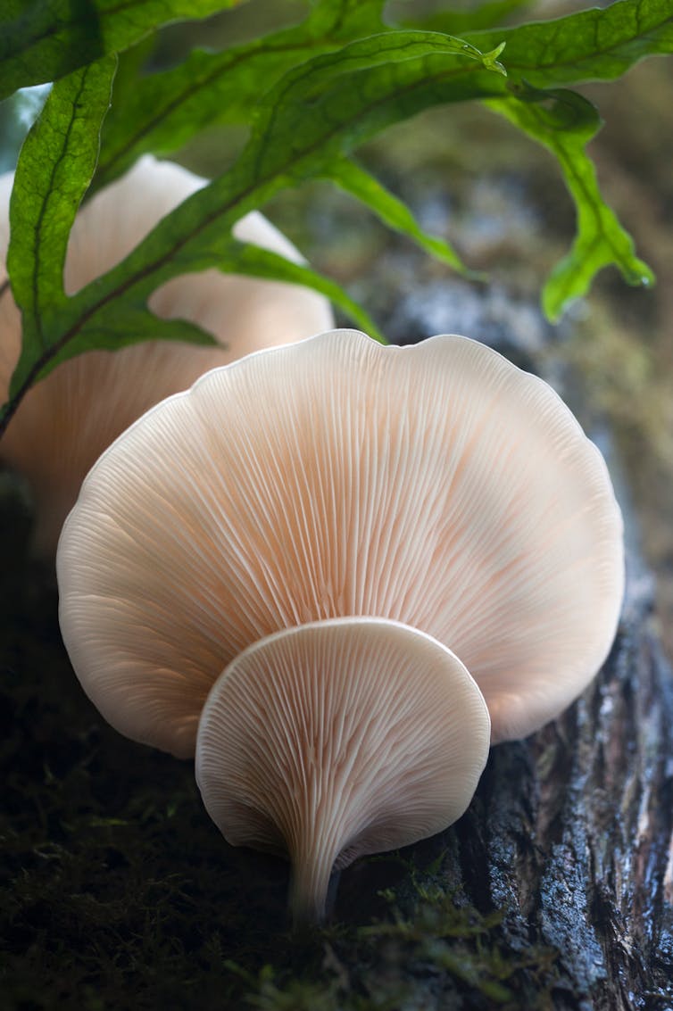 The glowing ghost mushroom looks like it comes from a fungal netherworld