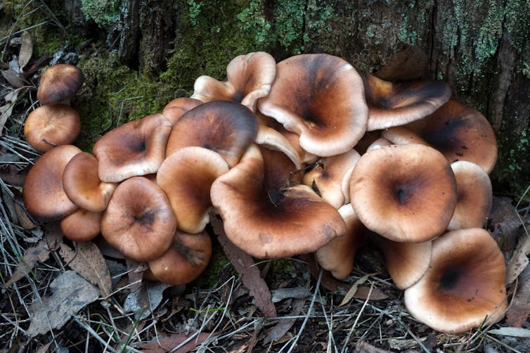 The glowing ghost mushroom looks like it comes from a fungal netherworld