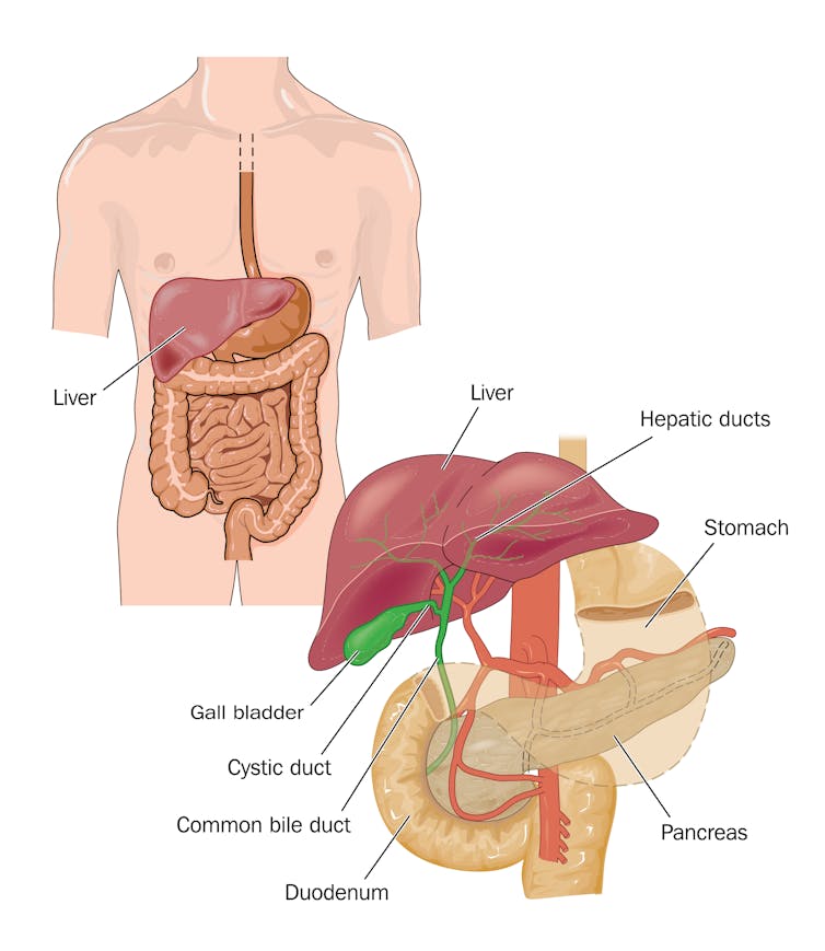 how does my tummy turn food into poo?