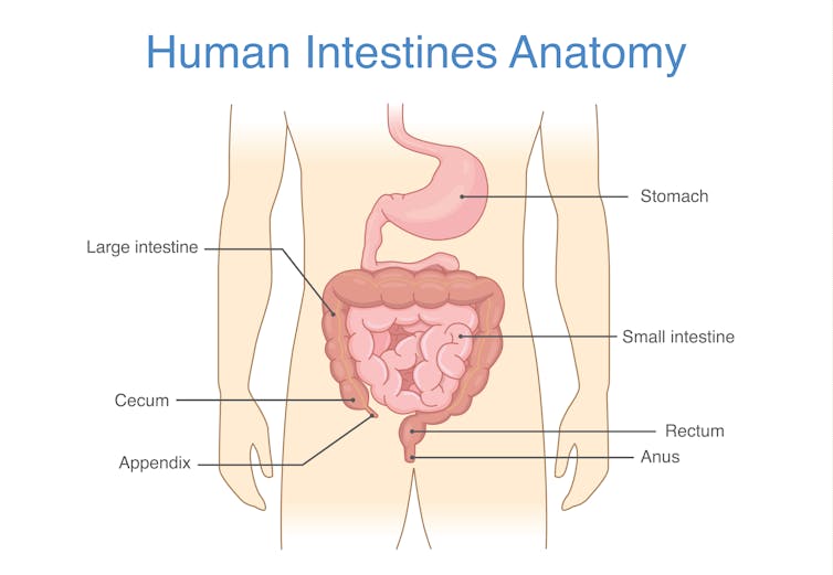 how does my tummy turn food into poo?