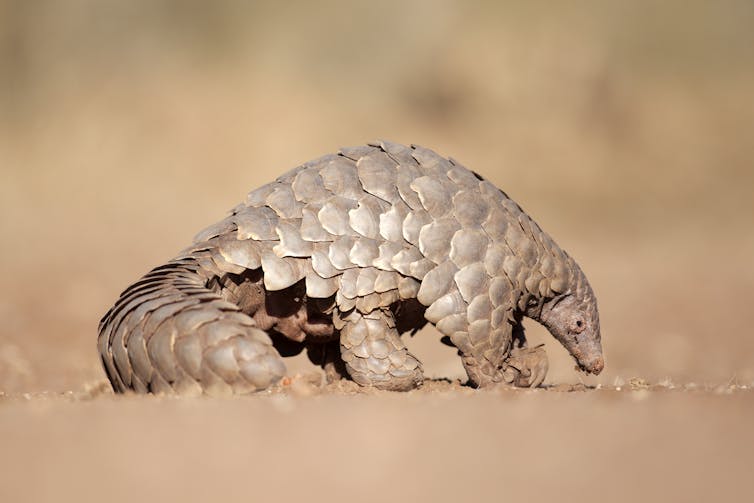 Seizures of pangolins and their scales and skins from Africa, destined for Asia, are increasing.