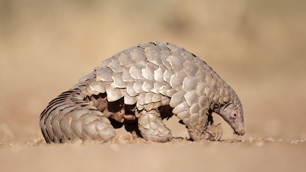 400,000 African pangolins are hunted for meat every year -- why it's time  to act