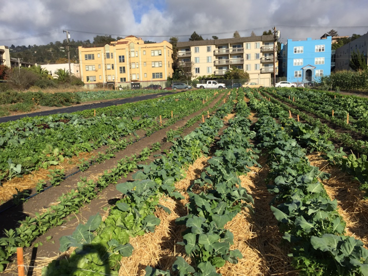 How urban agriculture can improve food security in US cities