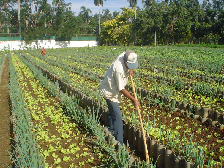 How urban agriculture can improve food security in US cities