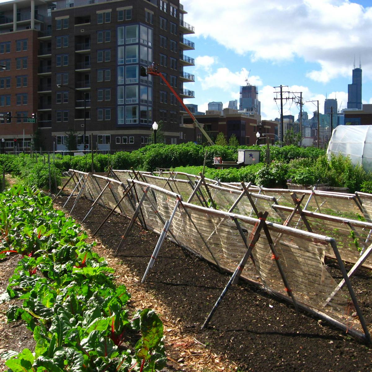 How Urban Agriculture Can Improve Food Security In Us Cities