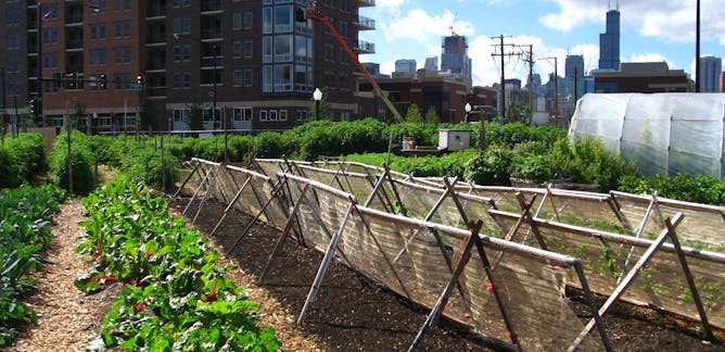 Αστικές καλλιέργειες