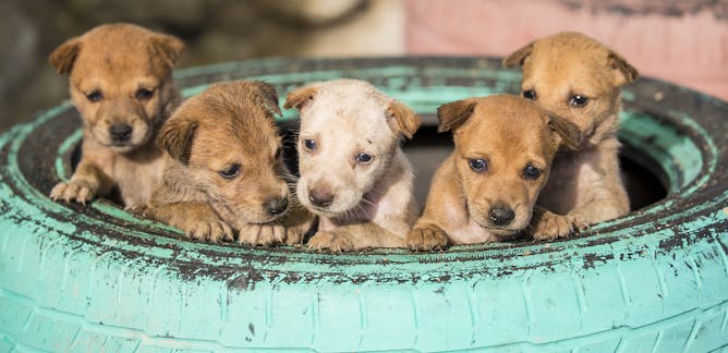 Animal Shelters News Research And Analysis The Conversation Page 1
