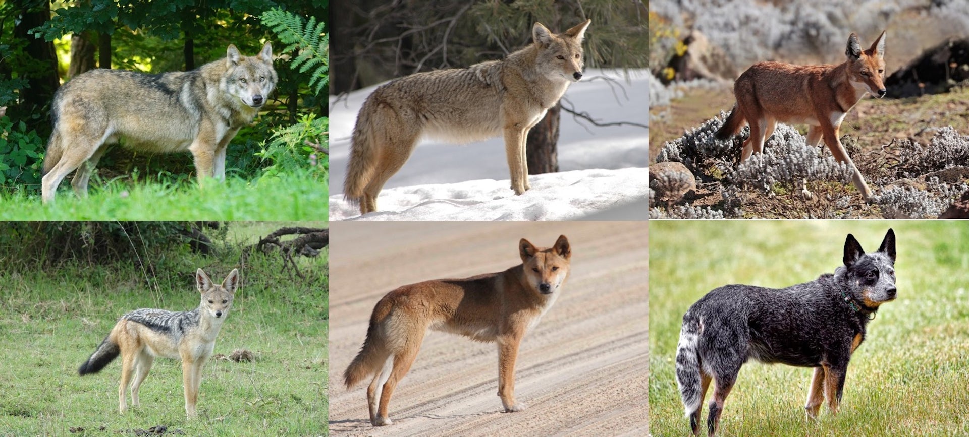different types of wild dogs