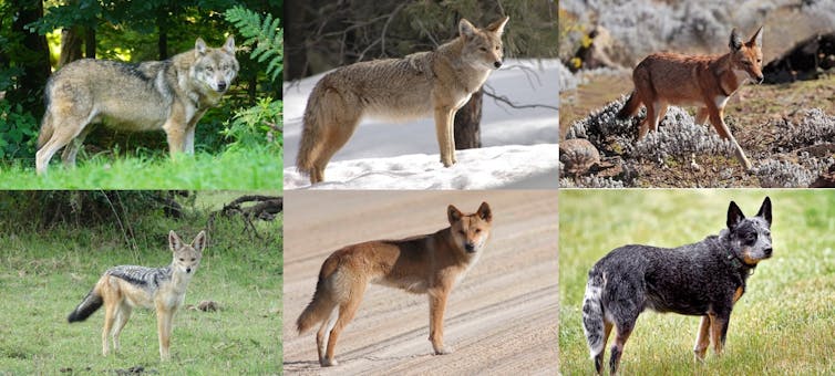 The dingo is a true-blue, native Australian species