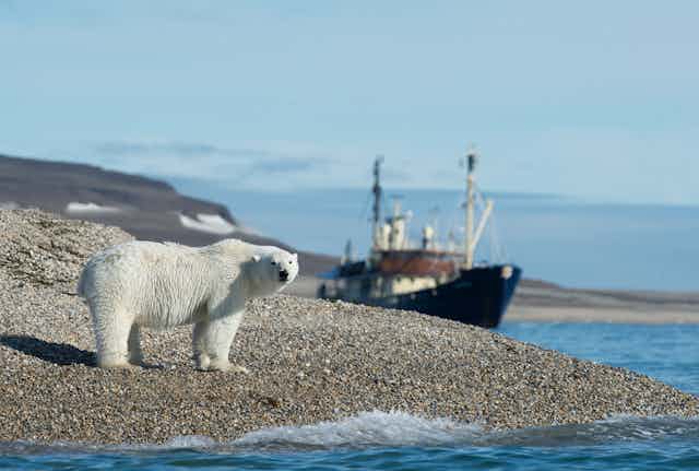 Polar bear 'invasion': how climate change is making human-wildlife  conflicts worse