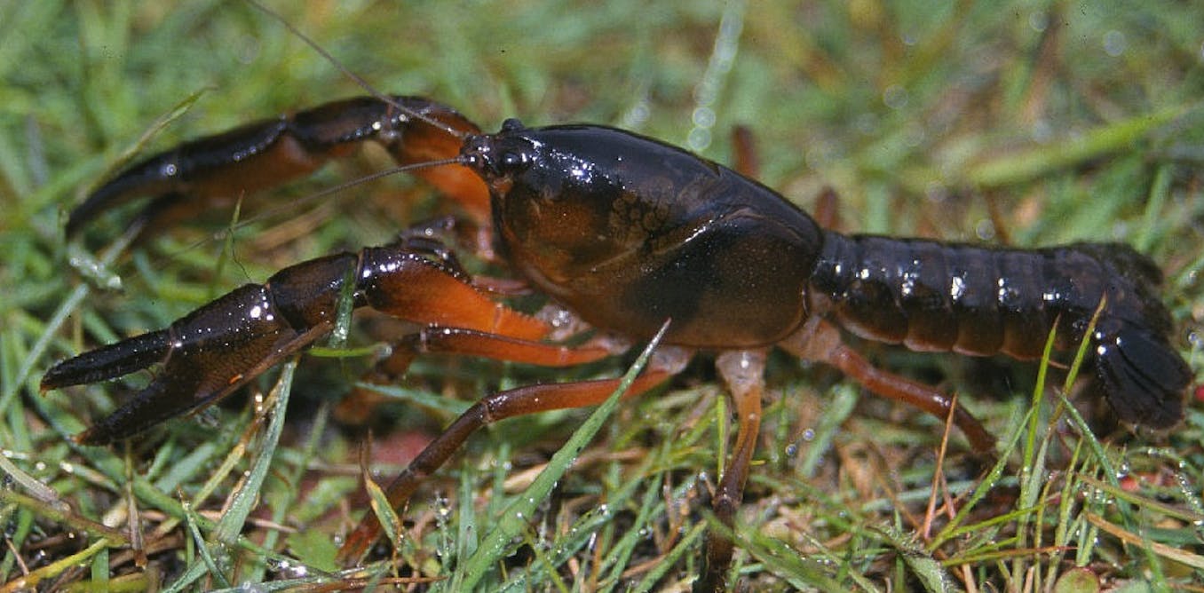 Photo of Scottsdale Burrowing Crayfish