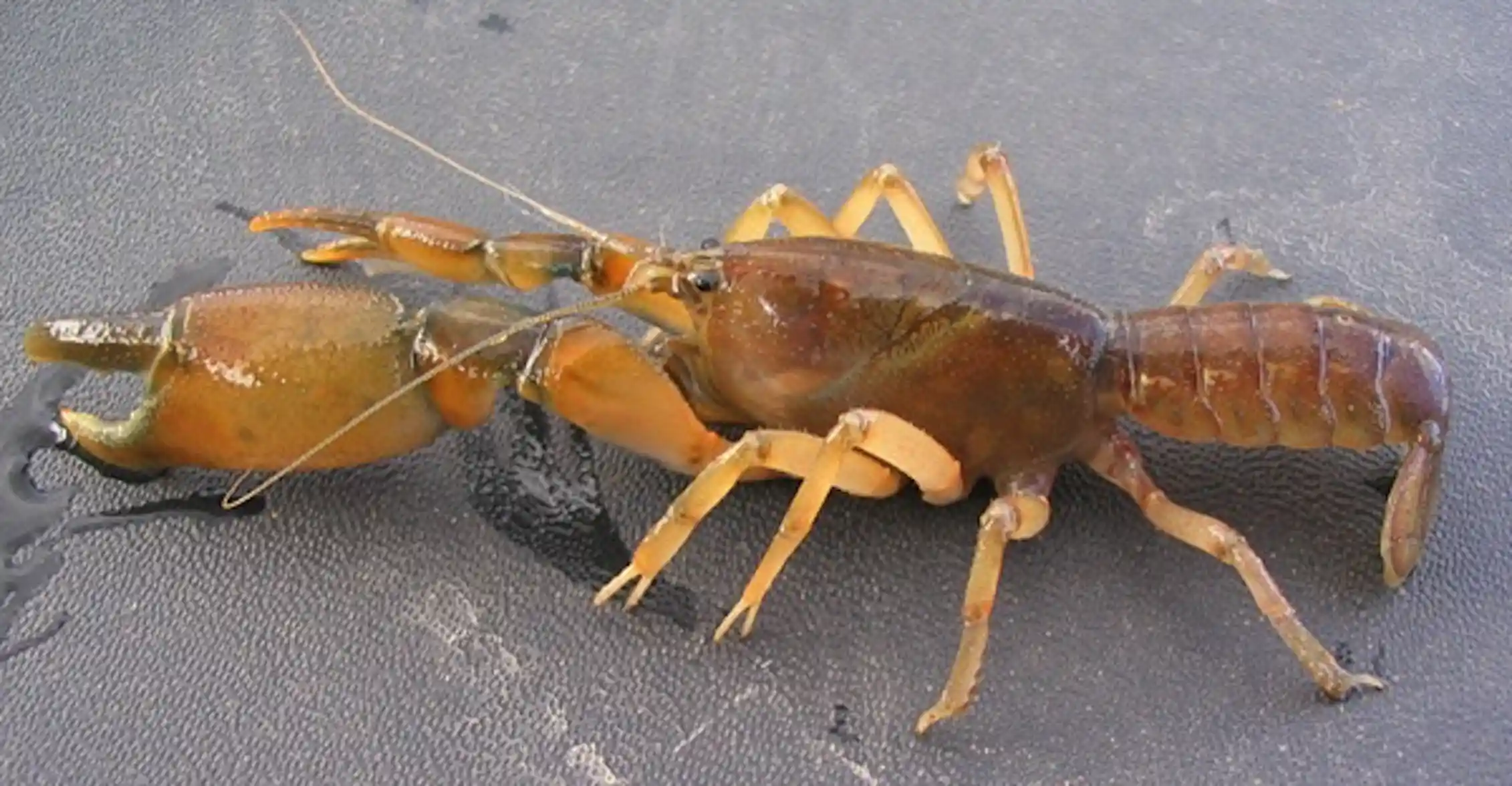 Australian endangered species: Tasmanian burrowing crayfish