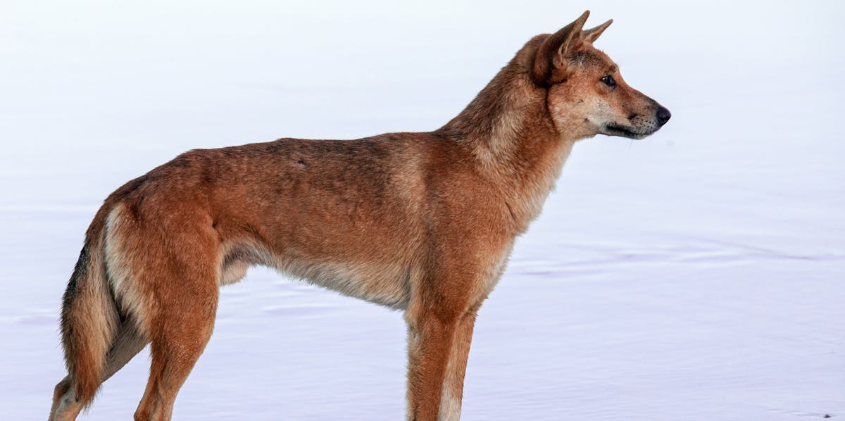The dingo true-blue, native species