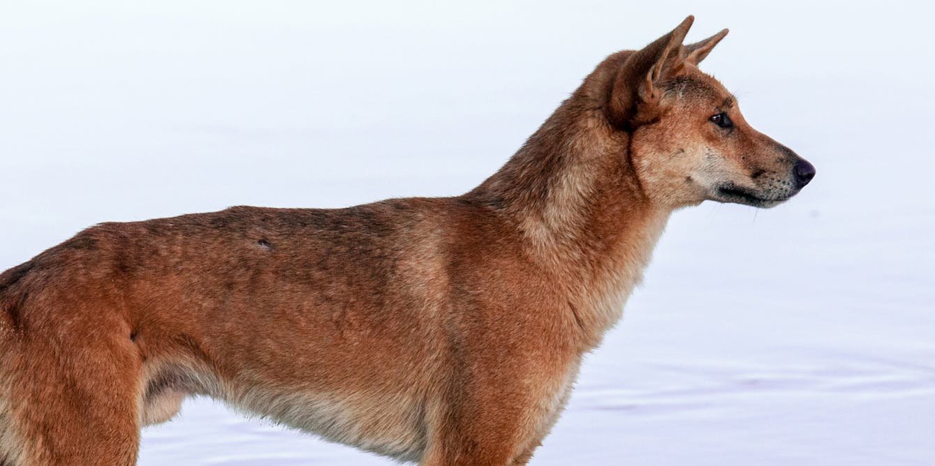 spejl Ufrugtbar Windswept The dingo is a true-blue, native Australian species