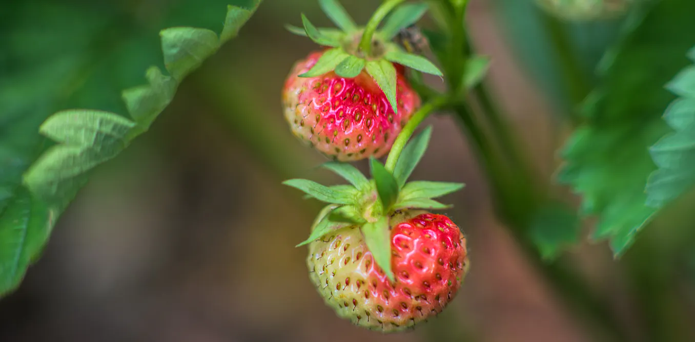 One Ripe Fruit Curious Kids: what happens when fruit gets ripe?