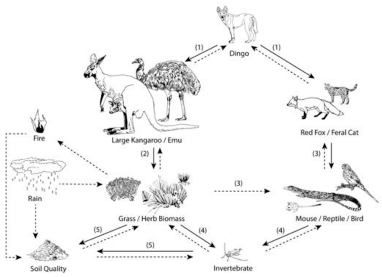 How Australia made poisoning animals normal