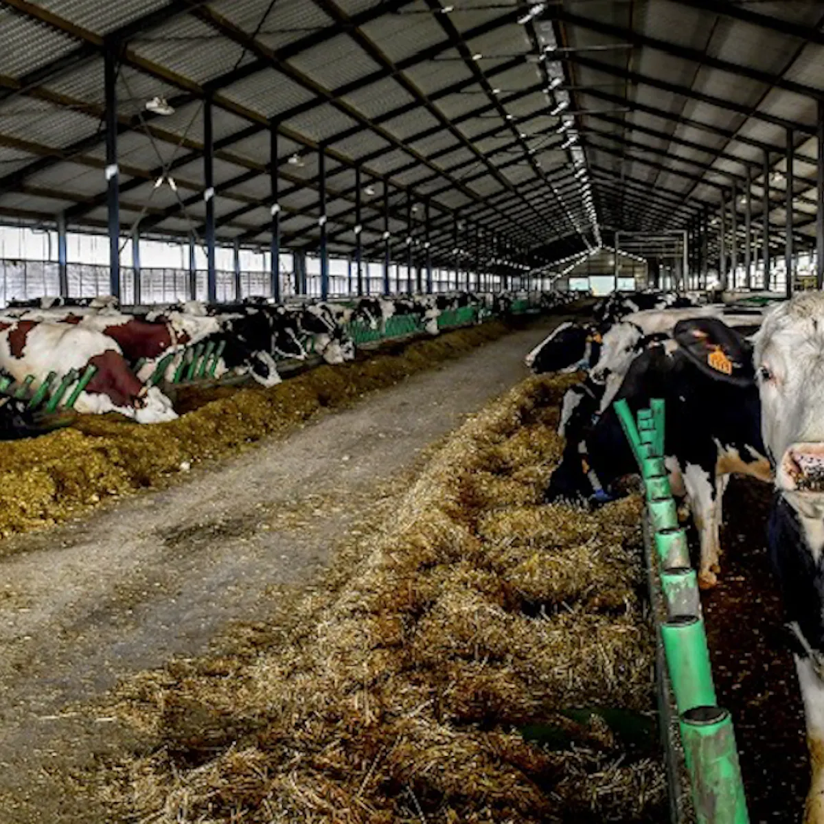 Combien De Fermes De 1 000 Vaches Pour Nourrir Les Francais Combien De Fermes De 1 000 Vaches Pour Nourrir Les Francais