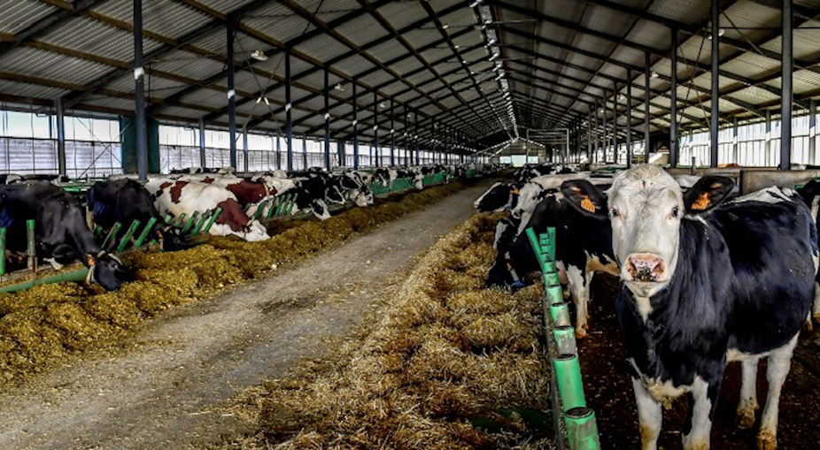 Combien de fermes de 1 000 vaches pour nourrir les Français ?