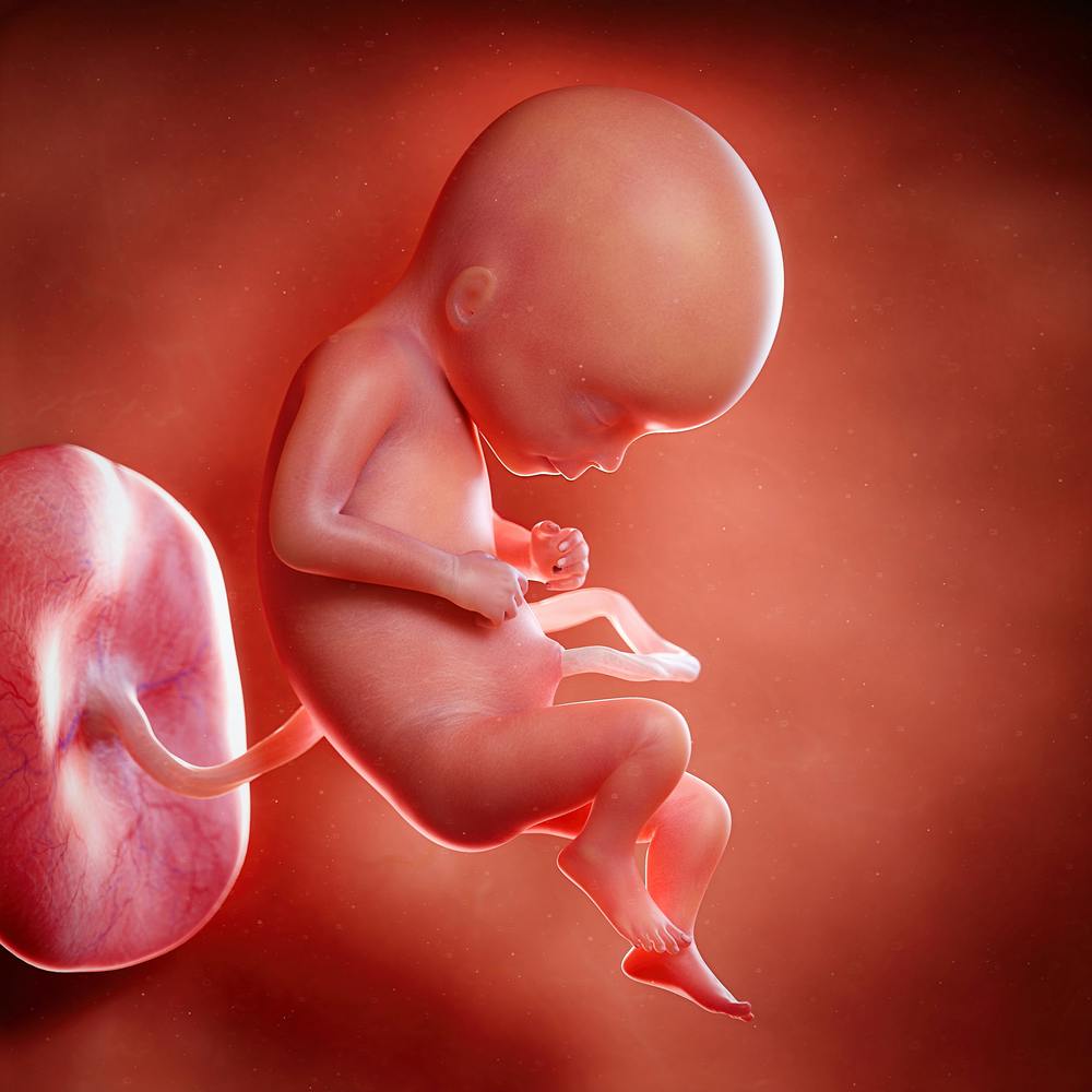 Move Over Testosterone Another Hormone Is Also Vital For Making Boys And It Doesn T Come From The Testes Move Over Testosterone Another Hormone Is Also Vital For Making Boys And It Doesn T Come From The Testes