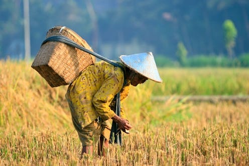 Mengapa Indonesia perlu dorong petani alih profesi Mengapa Indonesia perlu dorong petani alih profesi