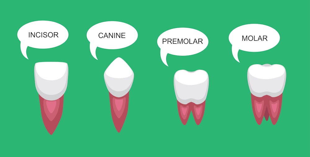 do you lose your canine teeth