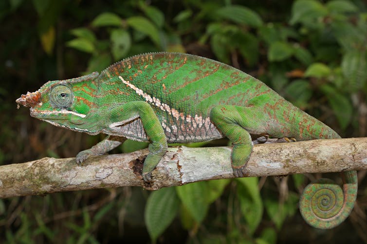 Un camaleón de dos bandas (Furcifer balteatus) acecha a los insectos en la selva de Madagascar. Ryan M. Bolton/Shutterstock