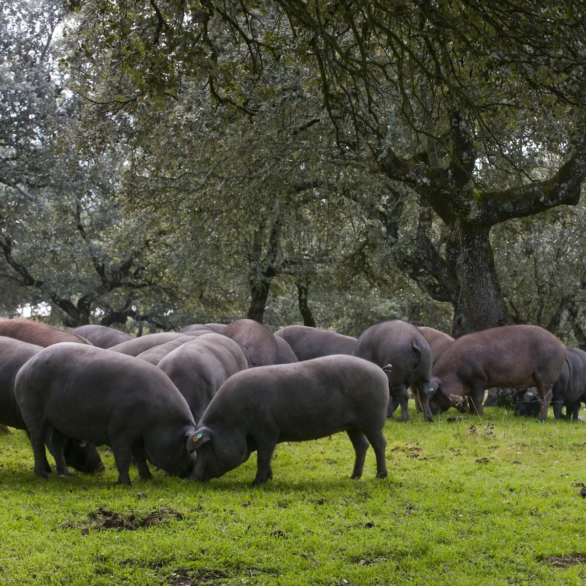 No Son Solo Para Los Cerdos Por Que Deberiamos Empezar A Comer Bellotas